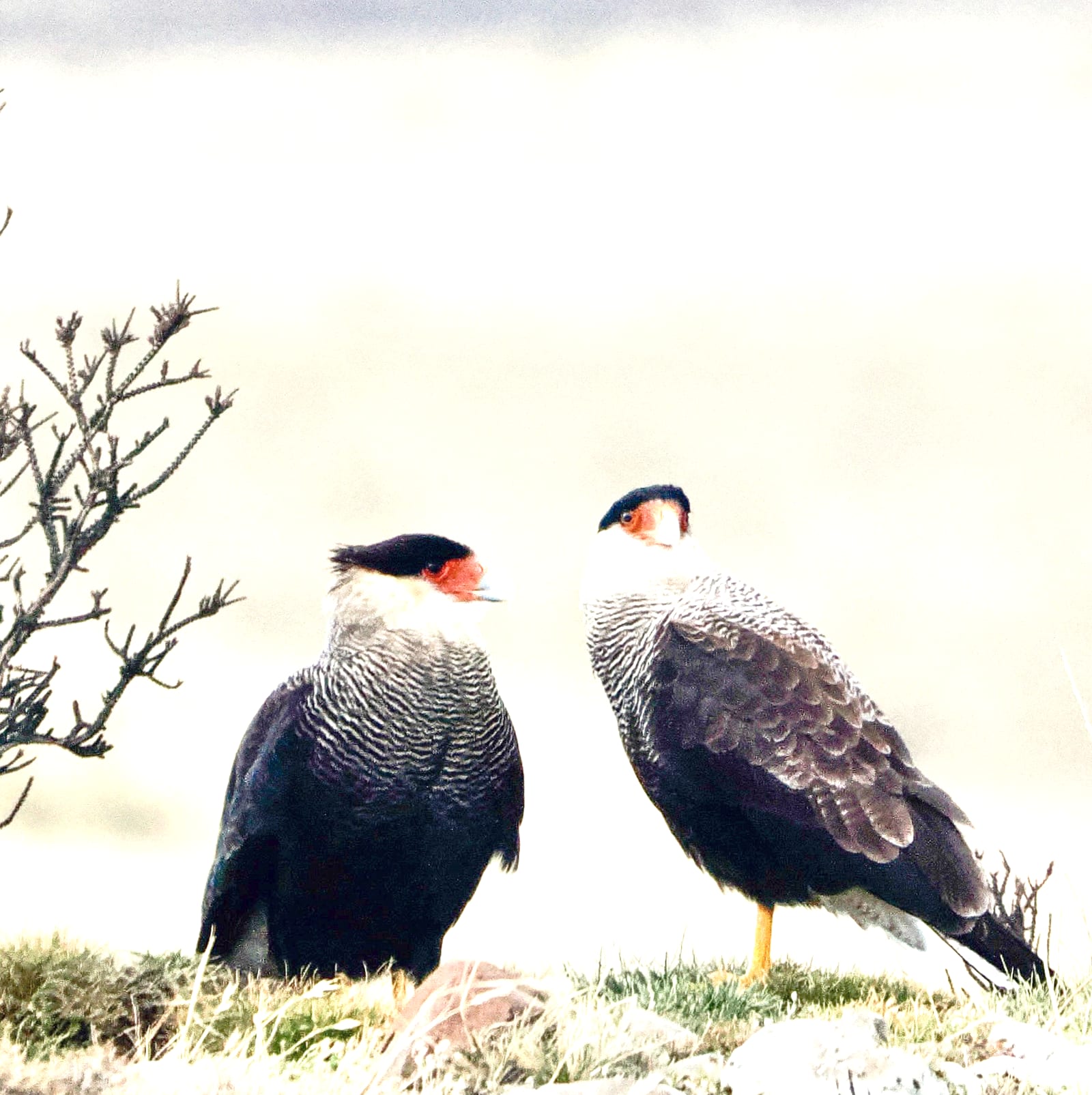 The Watchers