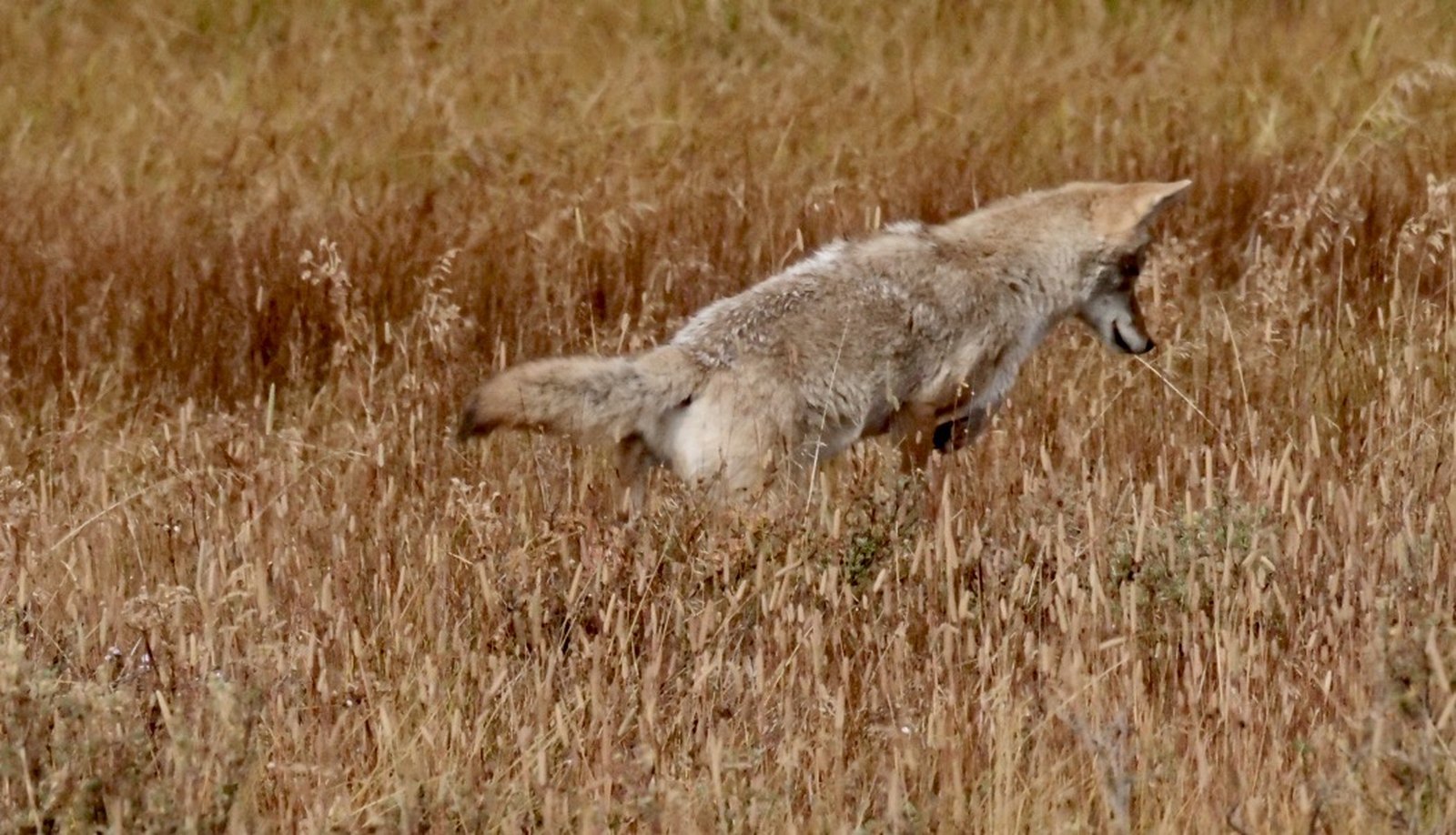 Leap in the Long Grass
