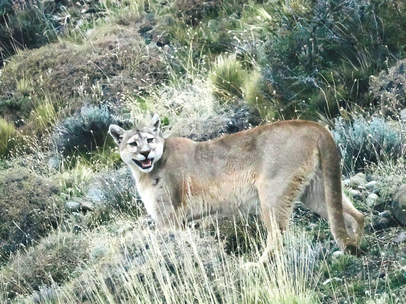 Puma at Dusk